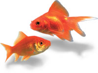 Gold Fish image