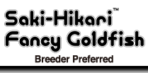 Saki-Hikari Fancy Goldfish Breeder Preferred