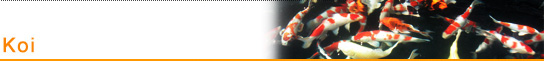 Koi