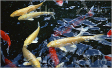 koi