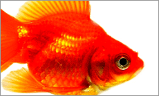 goldfish