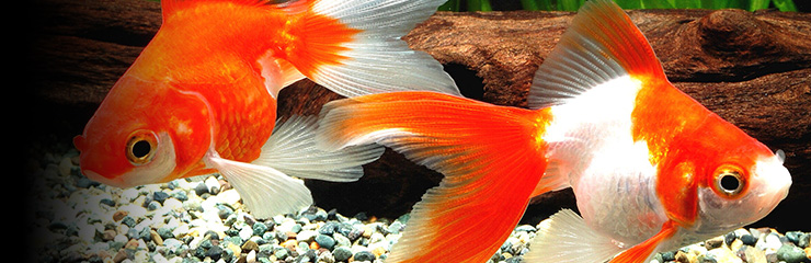 best food for fancy goldfish