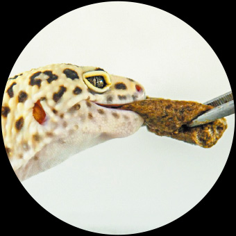 Leopard Gecko