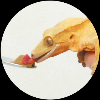 Crested Gecko