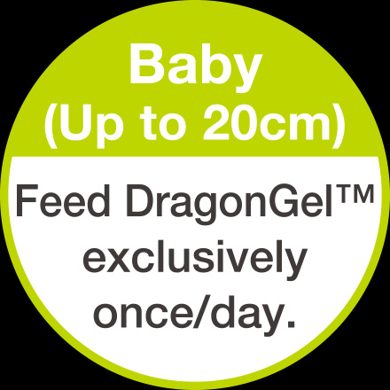 Baby(Up to 20cm) Feed DragonGel exclusively once/day.