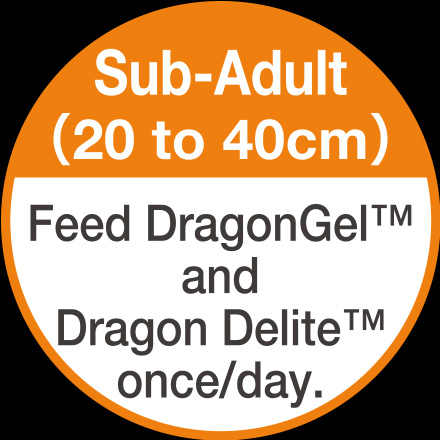 Sub-Adult(20 to 40cm) Feed DragonGel and Dragon Delite once/day.