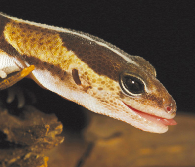 African Fat-Tailed Gecko