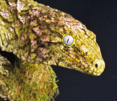 New Caledonian Giant Gecko