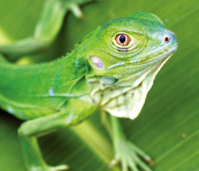 Green Iguana(juvenile)