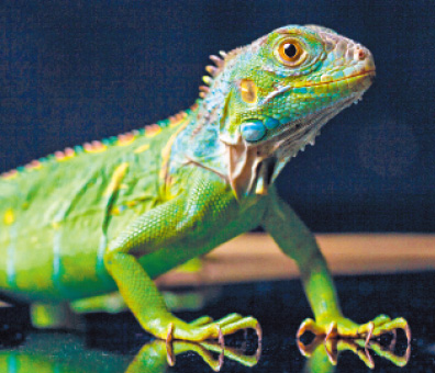 Green Iguana