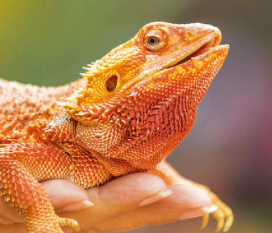 Central Bearded Dragon (juvenile)