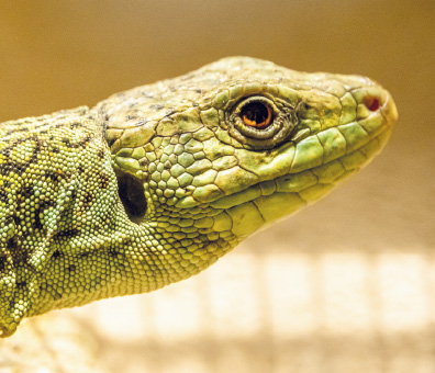 Ocellated Lizard