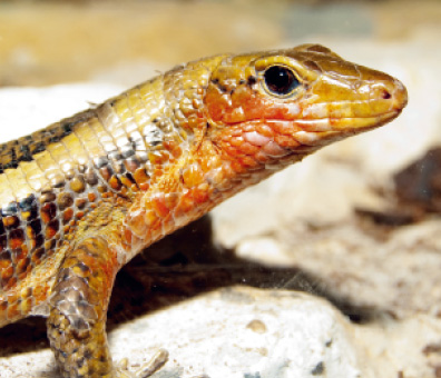 Sudan Plated Lizard