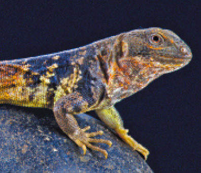 Spiny-Tailed Lizard