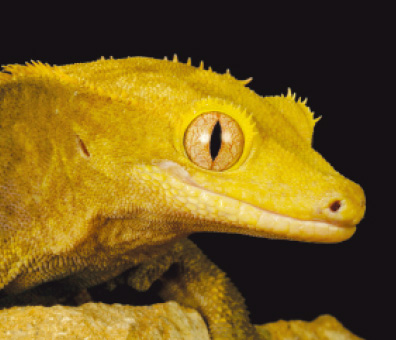 Crested Gecko