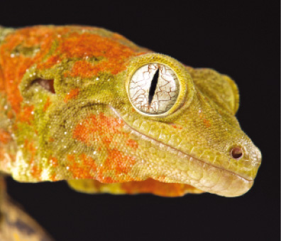 Mossy New Caledonian Gecko