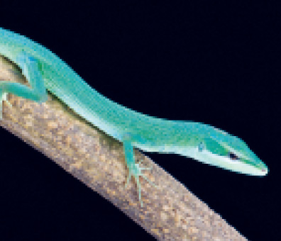 Takydromus dorsalis