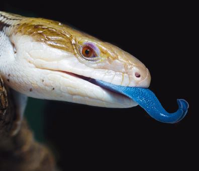 Blue-Tongued Skink