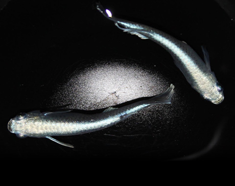 HERPTILE