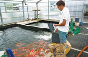 Hoshikin Koi Farms-image2