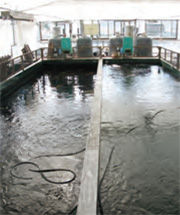 Sakai Fish Farm-image6