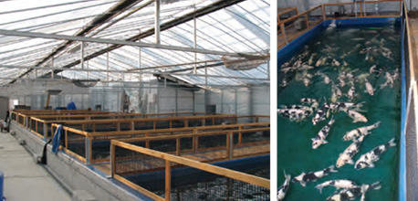 Omosako Koi Farm-image1