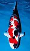 Omosako Koi Farm-image3