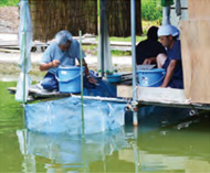 ISA KOI FARM-image4