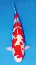 MINUMA KOI FARM-image3