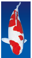 NARITA KOI FARMS-image3