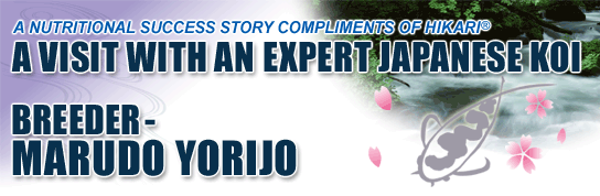 A VISIT WITH AN EXPERT JAPANESE KOI BREEDER-MARUDO YORIJO