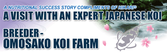 A VISIT WITH AN EXPERT JAPANESE KOI BREEDER-OMOSAKO KOI FARM