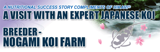 A VISIT WITH AN EXPERT JAPANESE KOI BREEDER-NOGAMI KOI FARM