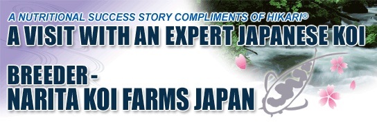 A VISIT WITH AN EXPERT JAPANESE KOI BREEDER-NARITA KOI FARMS JAPAN