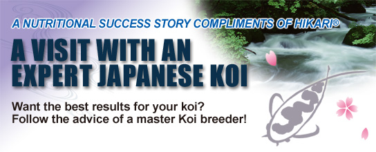 A VISIT WITH AN EXPERT JAPANESE KOI