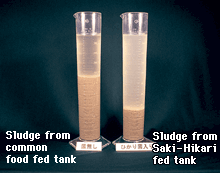 Collected filter media sludge