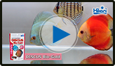 DISCUS Bio-Gold