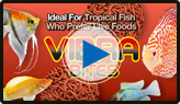 Hikari® Tropical Vibra Bites™