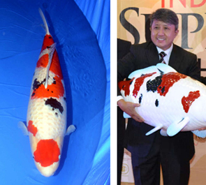 Koi hikari shop