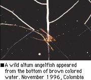 A wild altum angelfish appeared from the bottom of brown colored water. November 1996, Colombia