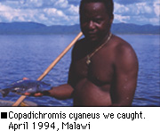 Copadichromis cyaneus we caught.  April 1994, Malawi