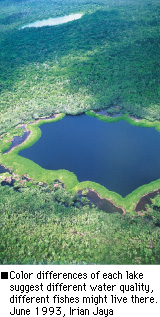 Color differences of each lake suggest different water quality,  different fishes might live there. June 1993, Irian Jaya