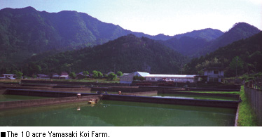 The 10 acre Yamasaki Koi Farm.