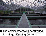 The environmentally controlled Nishikigoi Rearing Center.