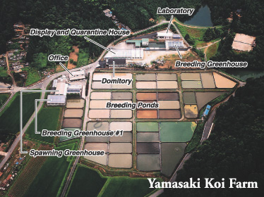 Yamasaki Koi Farm