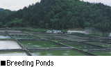 Breeding Ponds