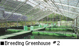 Breeding Greenhouse #2