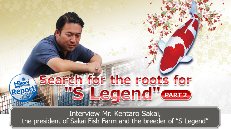 Hikari Report Search for the roots for S Legend PART2- Interview Mr. Kentaro Sakai,the president of Sakai Fish Farm and the breeder of S Legend