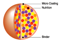 Cross section of each granule