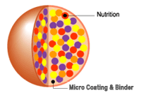 Cross section of each granule